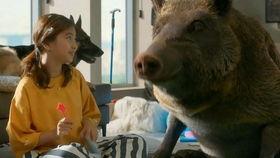 动物搞笑电影免费,动物界的欢乐喜剧盛典  第3张