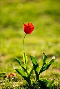 怒放的生命图片,绽放的生命力与坚韧不拔的精神 第3张 怒放的生命图片,绽放的生命力与坚韧不拔的精神 第3张